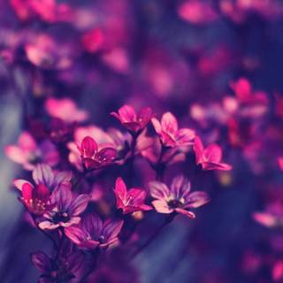 Spring aesthetic purple wallpaper
