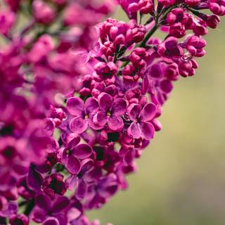 Spring aesthetic purple wallpaper