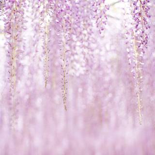 Spring aesthetic purple wallpaper