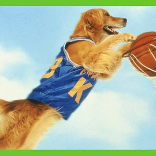 Basketball dogs wallpaper