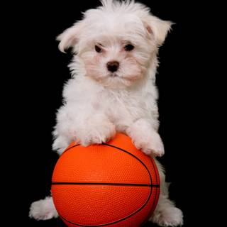 Basketball dogs wallpaper