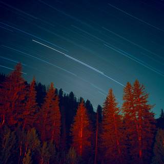 Galaxy tree wallpaper