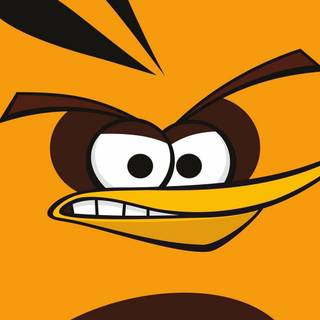 Orange bird wallpaper