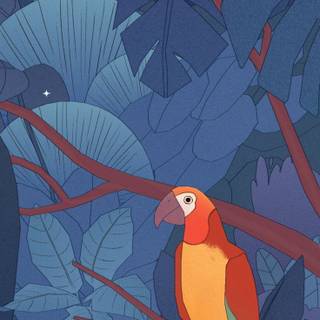 Orange bird wallpaper