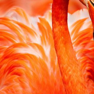 Orange bird wallpaper