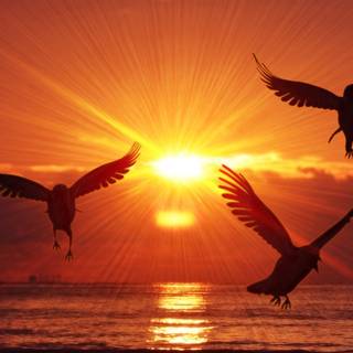 Orange bird wallpaper