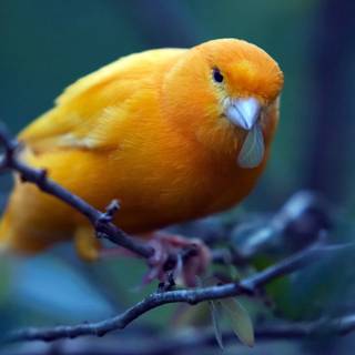 Orange bird wallpaper