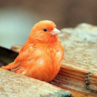 Orange bird wallpaper