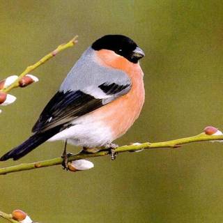 Orange bird wallpaper