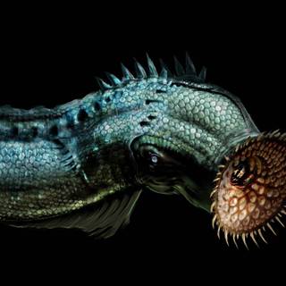 Sea lamprey wallpaper