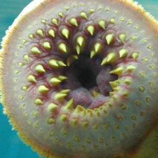 Sea lamprey wallpaper