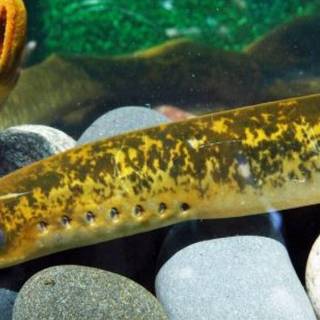 Sea lamprey wallpaper