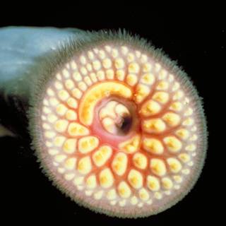 Sea lamprey wallpaper