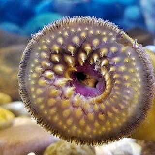 Sea lamprey wallpaper