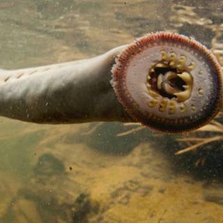 Sea lamprey wallpaper