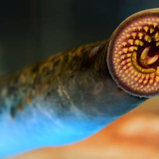 Sea lamprey wallpaper
