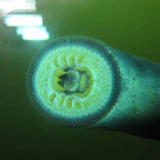 Sea lamprey wallpaper