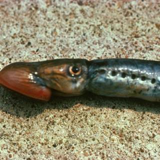Sea lamprey wallpaper
