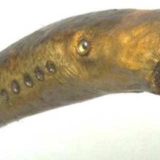 Sea lamprey wallpaper