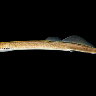 Sea lamprey wallpaper