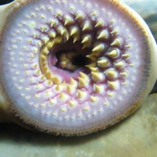 Sea lamprey wallpaper