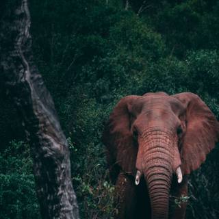 Elephant iPhone wallpaper