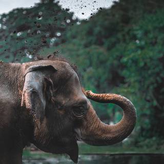Elephant iPhone wallpaper