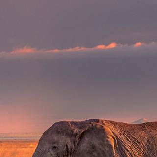 Elephant iPhone wallpaper