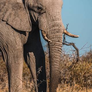 Elephant iPhone wallpaper