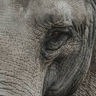 Elephant iPhone wallpaper