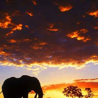 Elephant iPhone wallpaper