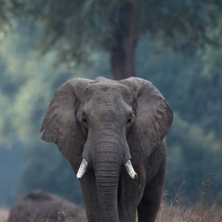 Elephant iPhone wallpaper