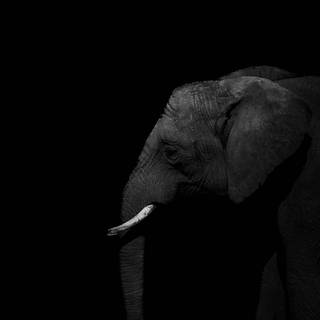 Elephant iPhone wallpaper