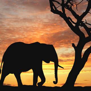 Elephant iPhone wallpaper