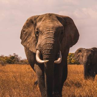 Elephant iPhone wallpaper