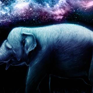 Elephant iPhone wallpaper