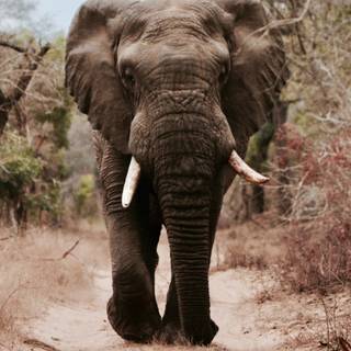 Elephant iPhone wallpaper