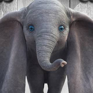 Elephant iPhone wallpaper