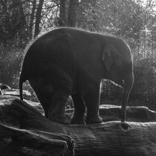 Elephant iPhone wallpaper