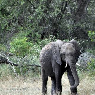 Elephant iPhone wallpaper