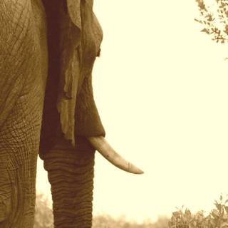 Elephant iPhone wallpaper