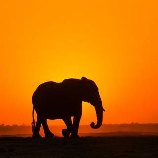 Elephant iPhone wallpaper