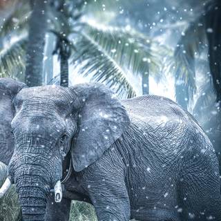 Elephant iPhone wallpaper