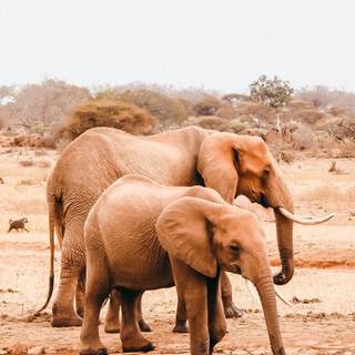 Elephant iPhone wallpaper