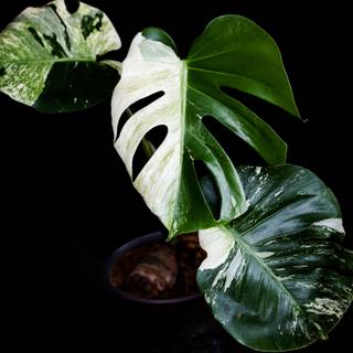 Desktop Monstera wallpaper