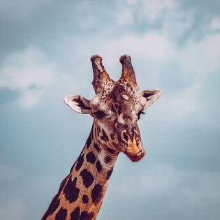 Aesthetic giraffe wallpaper