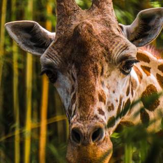 Aesthetic giraffe wallpaper