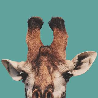 Aesthetic giraffe wallpaper