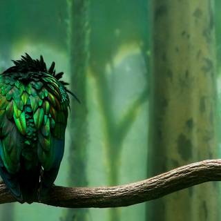 Green birds wallpaper