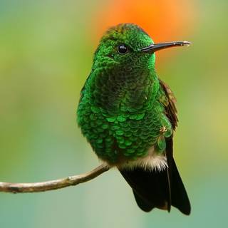 Green birds wallpaper